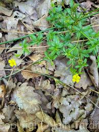Image result for Potentilla tormentilla