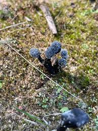 Attēlu rezultāti vaicājumam “Cordyceps ophioglossoides”