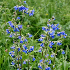 Image result for Dracocephalum moldavicum