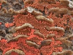 Attēlu rezultāti vaicājumam “Arcyria stipata young”