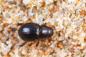 Attēlu rezultāti vaicājumam “Aegialia arenaria”