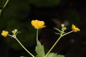 Attēlu rezultāti vaicājumam “Ranunculus lanuginosus flower”