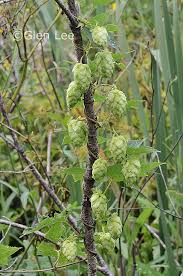 Attēlu rezultāti vaicājumam “Humulus lupulus fruit”