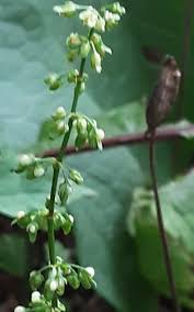 Image result for Rumex sanguineum