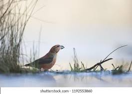 Attēlu rezultāti vaicājumam “Loxia pytyopsittacus male”