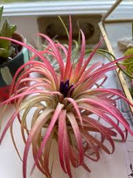 Image result for tillandsia umbellata