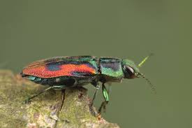 Attēlu rezultāti vaicājumam “Buprestidae”