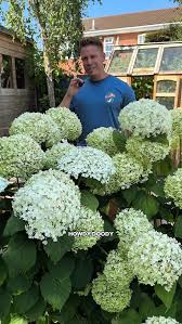 Attēlu rezultāti vaicājumam “Hydrangea arborescens”