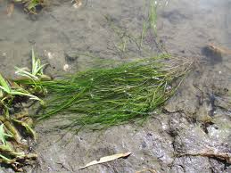 Attēlu rezultāti vaicājumam “Stuckenia pectinata”