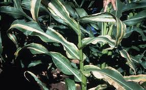 Attēlu rezultāti vaicājumam “Zea mays leaf”