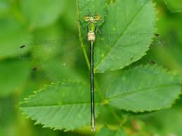 Attēlu rezultāti vaicājumam “Lestes virens female”