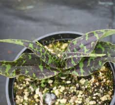 Attēlu rezultāti vaicājumam “Dactylorhiza fuchsii leaf”