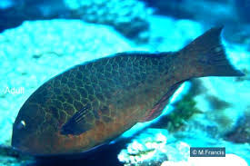 Image result for Calotomus carolinus