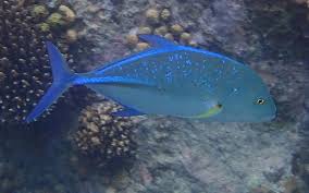 Image result for Caranx melampygus