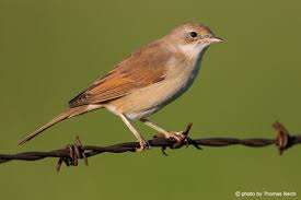 Attēlu rezultāti vaicājumam “Sylvia communis”