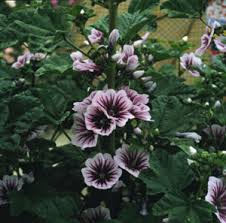 Image result for Malva sylvestris 'Zebrina'