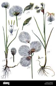 Attēlu rezultāti vaicājumam “Eriophorum gracile fruit”