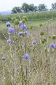 Image result for Succisa pratensis