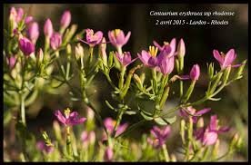 Attēlu rezultāti vaicājumam “Centaurium erythraea bud”