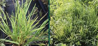 Attēlu rezultāti vaicājumam “Poa palustris”