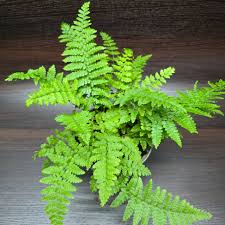 Attēlu rezultāti vaicājumam “Polystichum aculeatum”