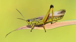 Attēlu rezultāti vaicājumam “Stethophyma grossum”