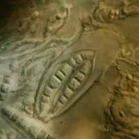 Attēlu rezultāti vaicājumam “Alyxoria varia”