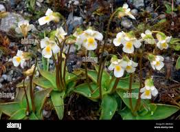 Attēlu rezultāti vaicājumam “Pinguicula alpina”