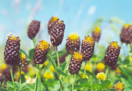 Attēlu rezultāti vaicājumam “Trifolium spadiceum flower”