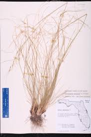 Attēlu rezultāti vaicājumam “Physarum flavidum stalked”