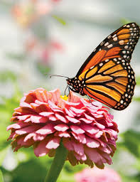 Image result for monarch butterfly