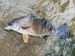 Image result for Aplodinotus grunniens