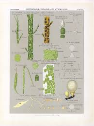 Attēlu rezultāti vaicājumam “myxomicetes”