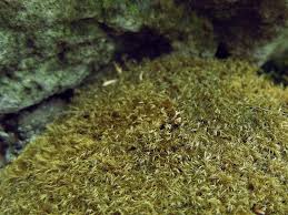 Attēlu rezultāti vaicājumam “Conardia compacta”