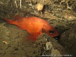 Image result for Sebastes fasciatus