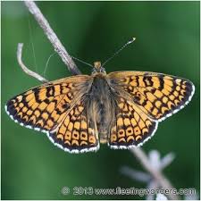 Attēlu rezultāti vaicājumam “Melitaea cinxia underside”