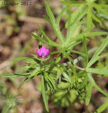 Attēlu rezultāti vaicājumam “Geranium dissectum leaf”
