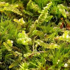 Attēlu rezultāti vaicājumam “Nardia scalaris”