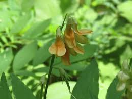 Attēlu rezultāti vaicājumam “Lathyrus laevigatus”