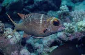 Image result for Monotaxis grandoculis