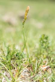 Attēlu rezultāti vaicājumam “Carex ericetorum”