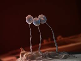 Attēlu rezultāti vaicājumam “Amaurochaete atra spores”