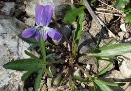 Attēlu rezultāti vaicājumam “Viola x williamsii flower”