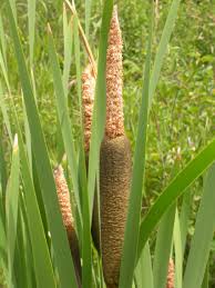 Attēlu rezultāti vaicājumam “Typha latifolia fruit”