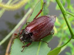 Attēlu rezultāti vaicājumam “Melolontha hippocastani”