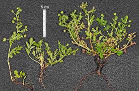 Attēlu rezultāti vaicājumam “Potentilla supina leaf”