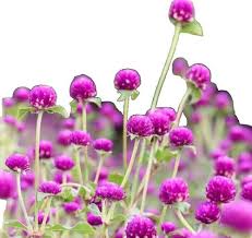 Image result for Mimulus x hybrida