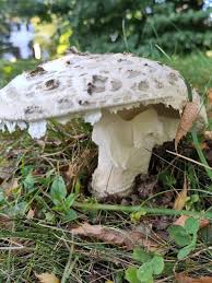Attēlu rezultāti vaicājumam “Amanita strobiliformis”
