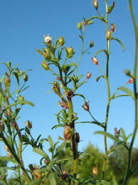 Attēlu rezultāti vaicājumam “Microrrhinum minus leaf”