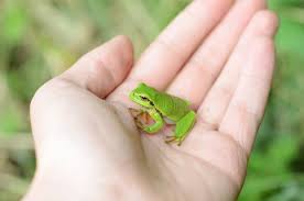 Attēlu rezultāti vaicājumam “Hyla arborea adult”